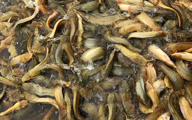 4.Development of Amur catfish extruded feed has created a new chapter for the farming of this species