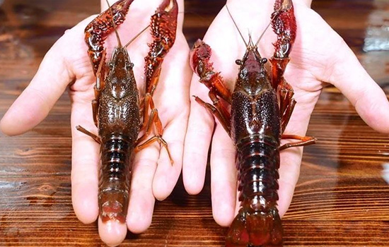 Healthy crayfish with plump caudal peduncle (tail)