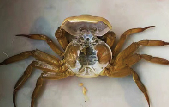 Molting shell of Chinese mitten crab
