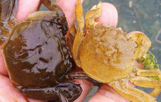 Newly molted Chinese mitten crab